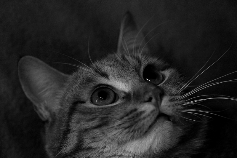 Clicca per l'immagine full size