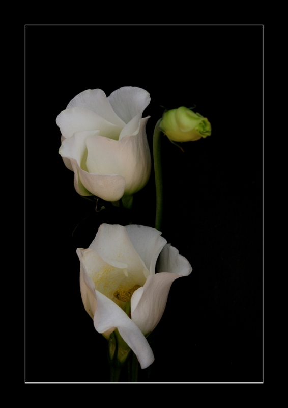 Clicca per l'immagine full size