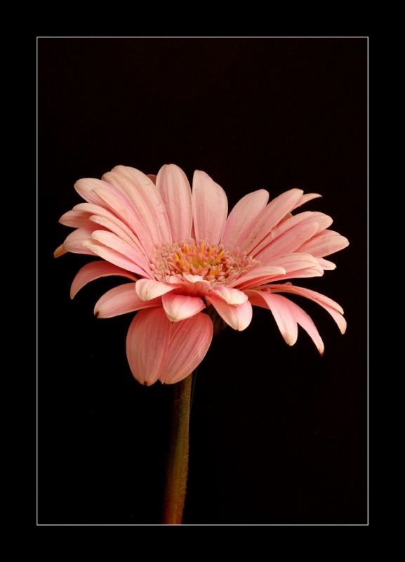 Clicca per l'immagine full size