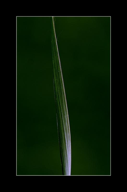 Clicca per l'immagine full size