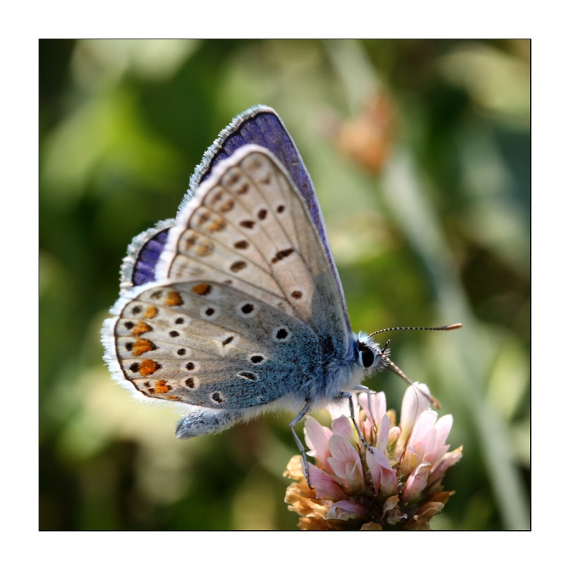 Clicca per l'immagine full size