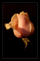 IMG_7050_edited-1.jpg