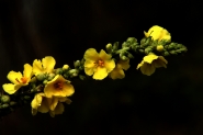 _MG_4384_edited-2.jpg