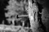 IMG_5568.JPG