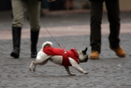 Immagine-182.jpg Immagine-182.jpg