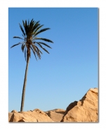 palma.jpg