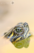 Nome File=trachemys.jpg
Dimensione File=163KB
Dimensioni=365x550
Data aggiunta=Mag 16, 2008 trachemys.jpg