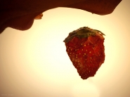 Nome File=fragola.jpg
Dimensione File=103KB
Dimensioni=800x600
Data aggiunta=Feb 04, 2011 fragola.jpg