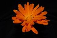 Nome File=blackorange.jpg
Dimensione File=208KB
Dimensioni=800x536
Data aggiunta=Set 26, 2007 blackorange.jpg