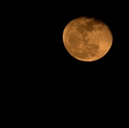 4631_08Nit.jpg 4631_08Nit.jpg