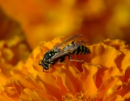 Nome File=bee.jpg
Dimensione File=283KB
Dimensioni=800x622
Data aggiunta=Set 15, 2007 bee.jpg