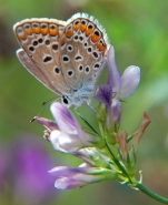 farfalla2.jpg