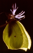 Nome File=Cedronella.jpg
Dimensione File=334KB
Dimensioni=511x800
Data aggiunta=Ott 19, 2007 Cedronella.jpg