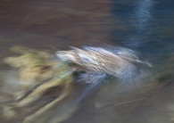 Nome File=Mosso-d_anatra-tuffata.jpg
Dimensione File=397KB
Dimensioni=900x641
Data aggiunta=Dic 20, 2008 Mosso-d_anatra-tuffata.jpg