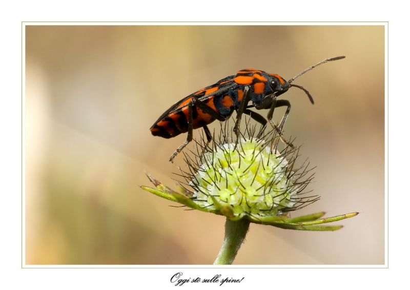 Clicca per l'immagine full size