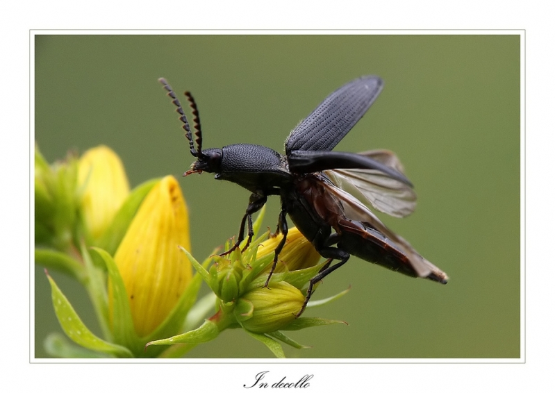 Clicca per l'immagine full size