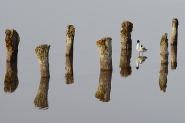 Nome File=prigioniea.jpg
Dimensione File=273KB
Dimensioni=800x536
Data aggiunta=Mag 29, 2008 prigioniea.jpg