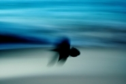 f.jpg f.jpg