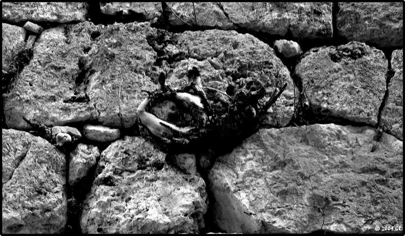 Clicca per l'immagine full size
