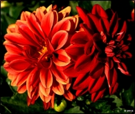 Composizione_floreale_(dalie).jpg