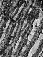 La_texture_dell_albero_FA.jpg La_texture_dell_albero_FA.jpg