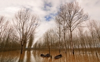 La-Nina,-la-Pinta-e-la-Santa-Maria.jpg La-Nina,-la-Pinta-e-la-Santa-Maria.jpg