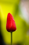 Nome File=Tulipano-nel-verde.jpg
Dimensione File=238KB
Dimensioni=523x800
Data aggiunta=Mar 29, 2008 Tulipano-nel-verde.jpg