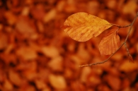 Filename=Autunnale_micr.jpg
Filesize=188KB
Dimensions=800x532
Date added=Oct 20, 2009 Autunnale_micr.jpg