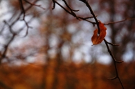 Filename=DSC_1234_02_fli_micr.jpg
Filesize=130KB
Dimensions=800x532
Date added=Nov 02, 2009 DSC_1234_02_fli_micr.jpg