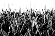 Filename=DSC_2999_bn_micromosso.jpg
Filesize=291KB
Dimensions=800x532
Date added=Oct 11, 2007 DSC_2999_bn_micromosso.jpg