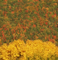 Filename=DSC_5939_1_micr.jpg
Filesize=379KB
Dimensions=764x800
Date added=Nov 04, 2009 DSC_5939_1_micr.jpg