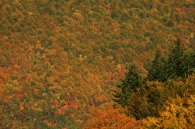Filename=DSC_5940_1_rep_micr.jpg
Filesize=366KB
Dimensions=800x532
Date added=Nov 11, 2009 DSC_5940_1_rep_micr.jpg