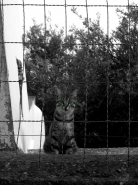 gattorete.jpg gattorete.jpg