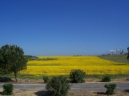 gialla.jpg