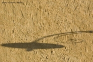 Nome File=l_ombra_che_fa_luce.jpg
Dimensione File=120KB
Dimensioni=800x532
Data aggiunta=Nov 26, 2007 l_ombra_che_fa_luce.jpg