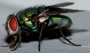 Nome File=La_mosca.jpg
Dimensione File=327KB
Dimensioni=750x443
Data aggiunta=Ott 30, 2007 La_mosca.jpg