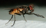 Nome File=Mosca.jpg
Dimensione File=334KB
Dimensioni=640x391
Data aggiunta=Ott 27, 2007 Mosca.jpg