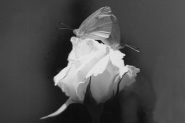 farfalla_bianca_4.jpg
