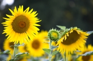 Nome File=girasoli_1_per_internet.jpg
Dimensione File=249KB
Dimensioni=1024x680
Data aggiunta=Ago 07, 2010 girasoli_1_per_internet.jpg