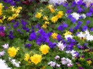 flowers_2~0.jpg flowers_2~0.jpg