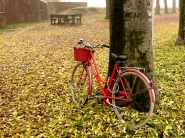 Nome File=bici-foglie-morte.jpg
Dimensione File=253KB
Dimensioni=800x600
Data aggiunta=Nov 01, 2007 bici-foglie-morte.jpg