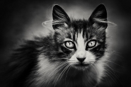 Nome File=gatto1.jpg
Dimensione File=150KB
Dimensioni=900x600
Data aggiunta=Giu 14, 2012 gatto1.jpg