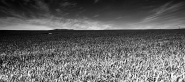 landscape1.jpg