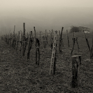 nela_nebbia_2.jpg nela_nebbia_2.jpg