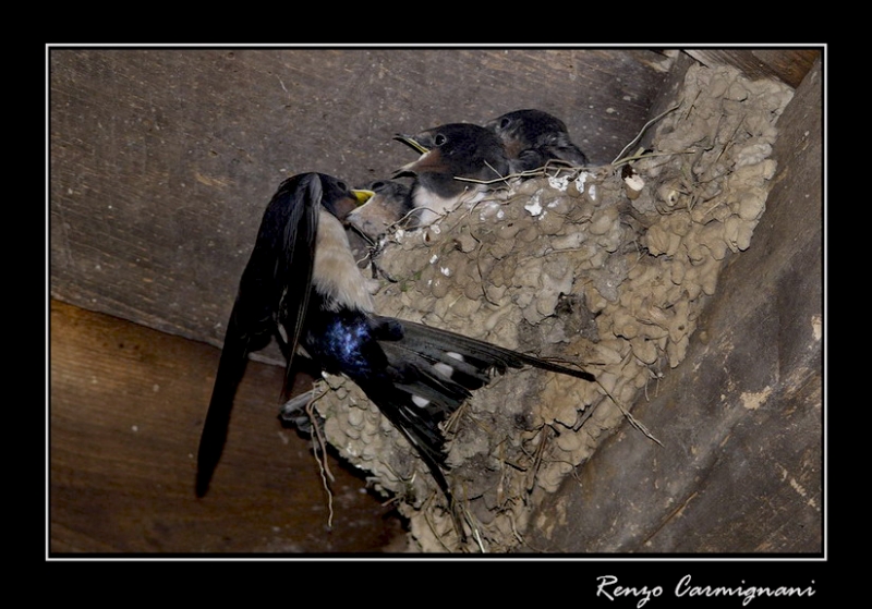 Clicca per l'immagine full size