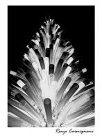 Albero_Di_Natale.jpg