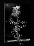 Nome File=Brina_in_controluce.jpg
Dimensione File=183KB
Dimensioni=589x800
Data aggiunta=Gen 07, 2009 Brina_in_controluce.jpg