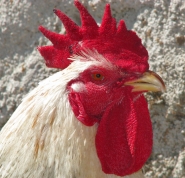 profilo_da_gallo.jpg profilo_da_gallo.jpg