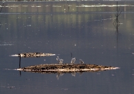 Nome File=trasimeno.jpg
Dimensione File=288KB
Dimensioni=1022x719
Data aggiunta=Gen 04, 2010 trasimeno.jpg