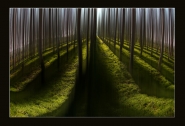 GREEN-DREAMjpg.jpg GREEN-DREAMjpg.jpg